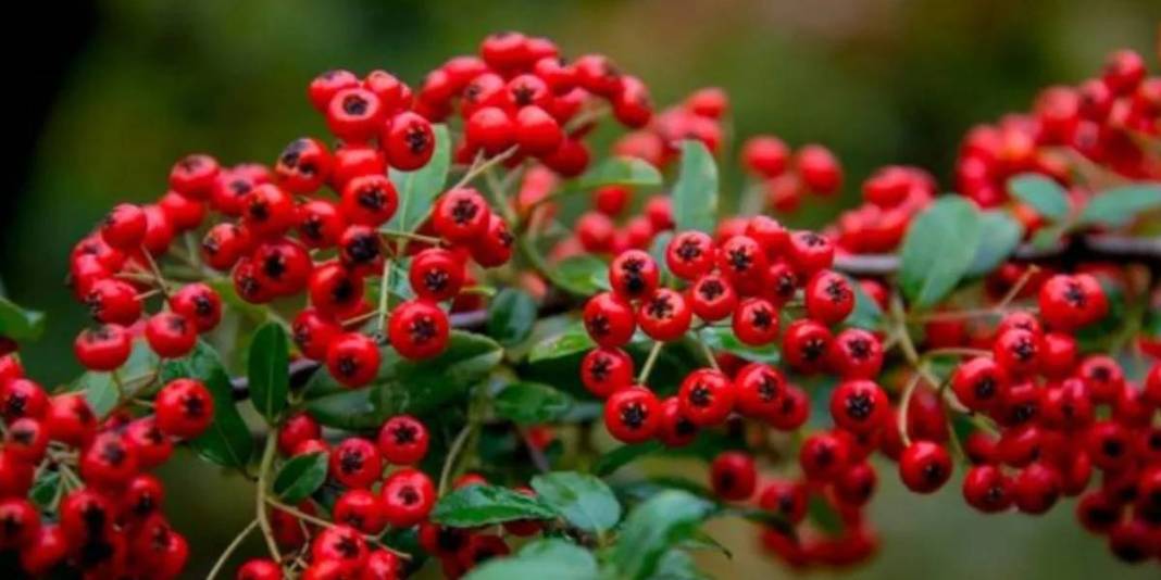 Tüm Dünya için çok önemli ama sadece Türkiye’de yetişiyor! Hem vitamin hem mineral deposu: Altın kadar değerli bir besin 7